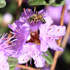 Biene auf Blume
